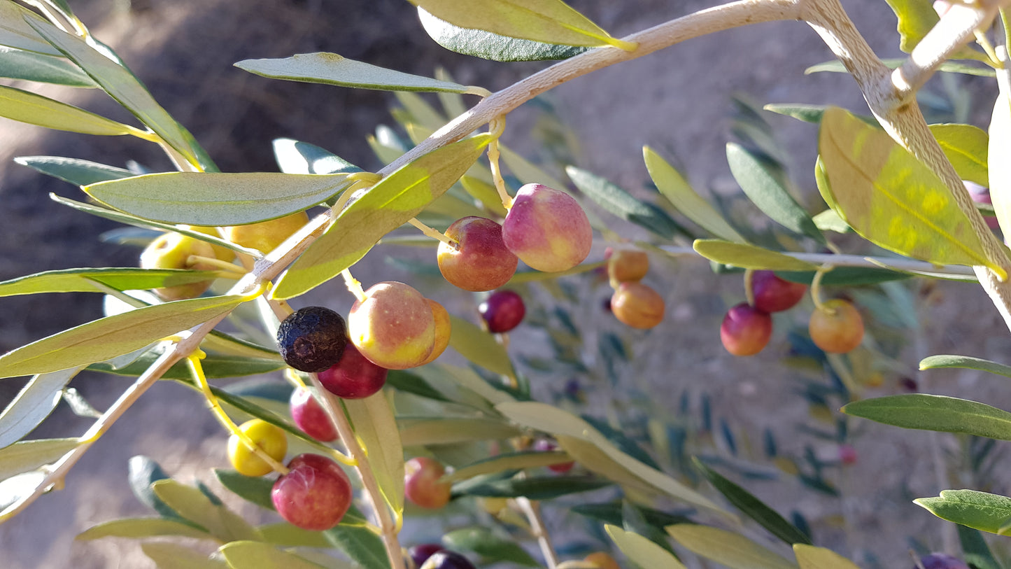 Arbequina Oliven