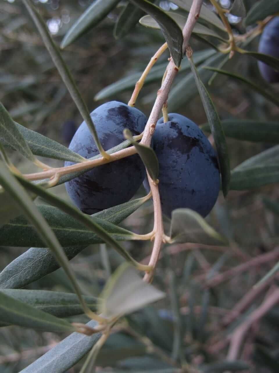 Chondrolia Halkidikis oliven