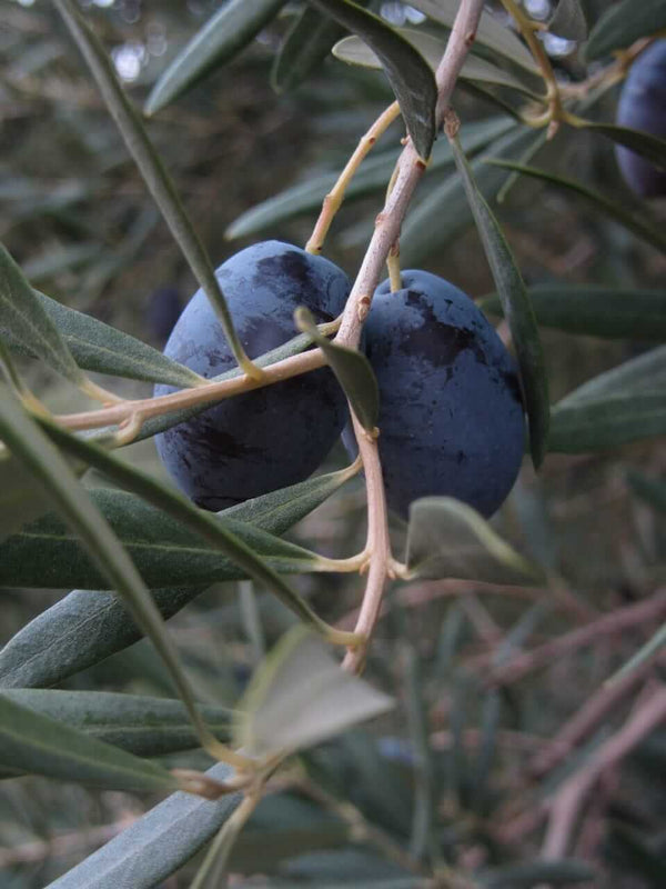 Chondrolia Halkidikis oliven