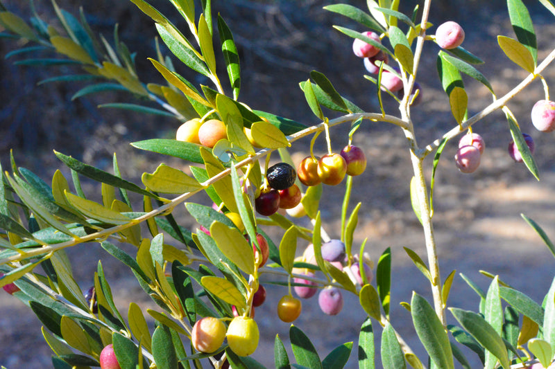 Arbequina Oliven